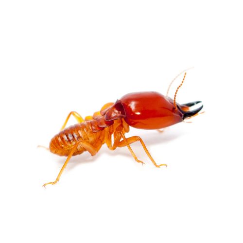 Diệt Mối Tận Gốc